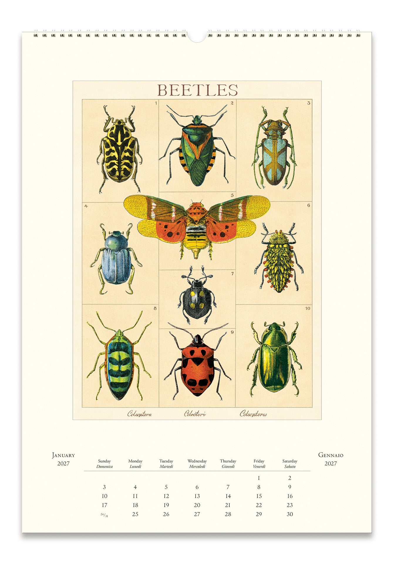 A vintage-style wall calendar page featuring a large central illustration of various beetles and a butterfly, with monthly calendar grids along the bottom. The page has a cream background and the insects are rendered in many natural colors including green, yellow, red, blue, and black.