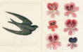 John Derian Sticker Book example pages- Illustration of a swallow and pink flowers on a beige background
