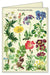 Cavallini & Co. Wildflowers Boxed Notecards