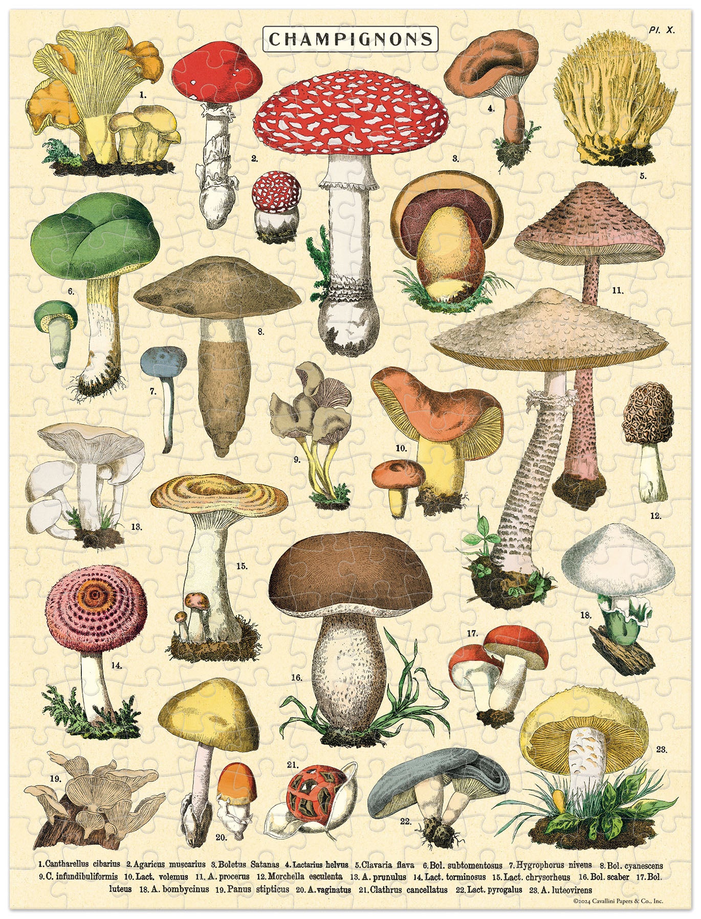 Cavallini & Co. Mushrooms 240 Piece Mini Puzzle image showing completed puzzle