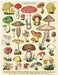 Cavallini & Co. Mushrooms 240 Piece Mini Puzzle image showing completed puzzle