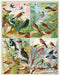 Cavallini & Co. World of Birds 1000 Piece Puzzle- finished puzzle images showing Illustrations of various birds in a collage format 