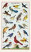 Cavallini & Co. Bird Watching Cotton Tea Towel