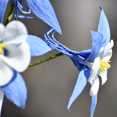 Side-view of blue and white flowers with a blurred background