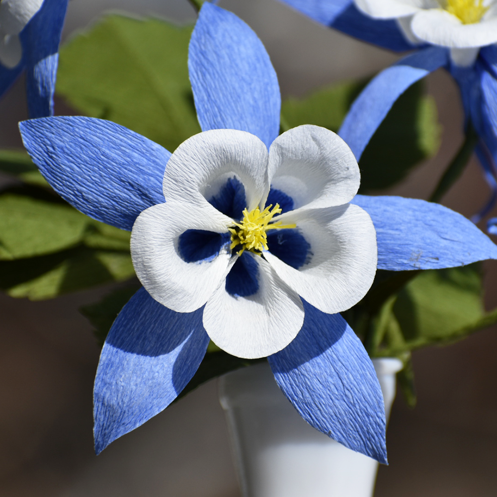 Close-up of a blue and white flower with a yellow center.