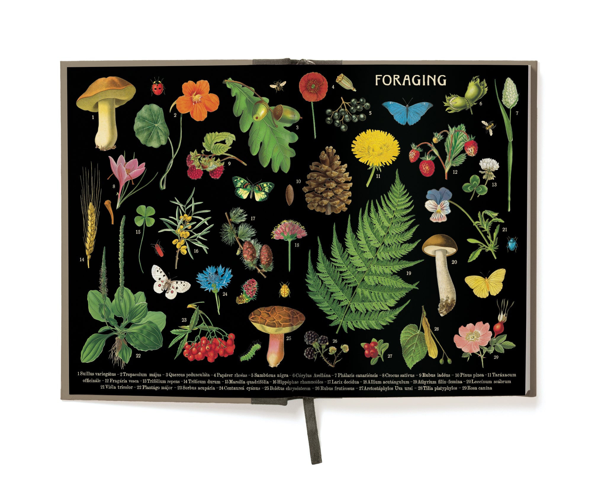 Cavallini & Co. Forage Window Journal-  illustrations of plants and fungi on a black background inside front cover