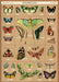 Cavallini & Co. Entomology Decorative Paper