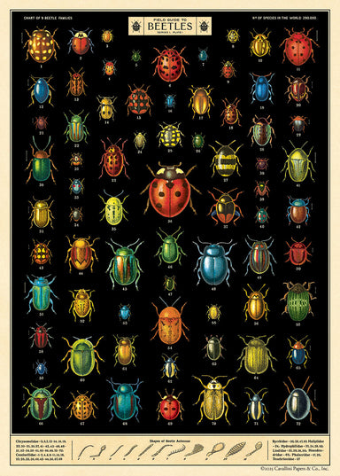 Cavallini & Co. Field Guide to Beetles Decorative Paper- illustrated chart of beetles with colorful depictions on a black background