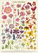 Cavallini & Co. Floral Specimens Decorative Paper
