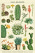 Postcards are perfect for correspondence or as a decorative embellishment to a package. 