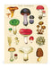 Each of the three notebooks follows a theme and is labeled- there is fungi, vegetables, and fruits. 