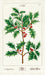 Cavallini & Co. Christmas Holly Holiday Cotton Tea Towel