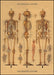 Cavallini Skeleton Decorative Wrap features a vintage medical chart. 
