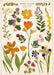 Cavallini & Co. Pressed Flowers Decorative Paper